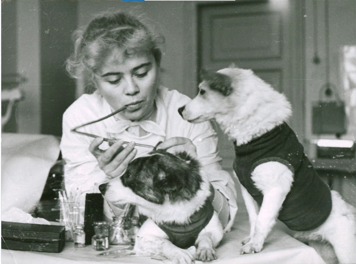 Белка и Стрелка в гематологической лаборатории после полёта